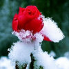 雪中红'的头像