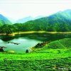 青山绿水的头像