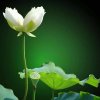 森藏不露有缘再聚退……的头像