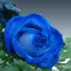 玫瑰的头像