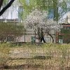 泉的头像