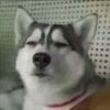 柚子的头像