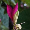 逆风の花香的头像