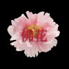 佛花的头像