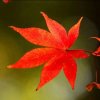 秋日红枫的头像