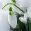 雪莲的头像