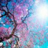 一花一歌<退出>的头像