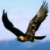 雄鹰展翅的头像