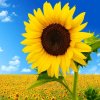 向日葵的头像