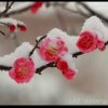梅舞飞雪的头像
