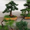顺其自然(～￣▽￣)→))*￣▽￣*)o的头像
