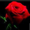 玫瑰的头像