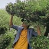 淡淡的忧殇的头像