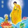 菩提花开的头像
