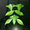 茶农的头像