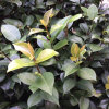 雪冰霜（暂停养声）的头像