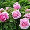 沉静的头像