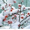 傲雪梅花的头像
