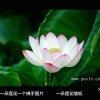 一朵莲花的头像