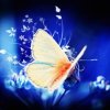 蝶舞的头像