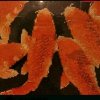 有你最灿烂的头像