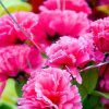 风… …雨… …丽… … 人…的头像