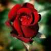 玫瑰花的头像