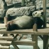 风的头像