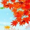 枫叶的头像