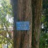 珂丽丝的头像
