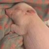 小七的头像