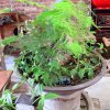 往事如烟(花花互动)的头像