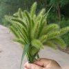 K族 勿忘我 的头像