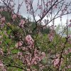 ［温馨］Meimei的头像