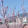 萍儿家族山里妹子的头像