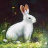 快乐的小白兔的头像