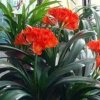 圆梦的头像