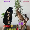 Qy蝶恋花 的头像