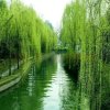 桃李芬芳（小）此号免评的头像
