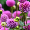 芙蓉花开的头像