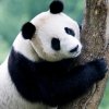 笑囗常开的头像