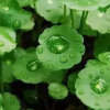 QZ小芹永退的头像