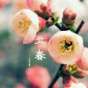 花落花开的头像