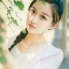 美丽的紫薇花的头像