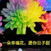 夕阳(暂离)的头像
