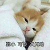 YYT的头像