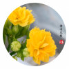净凡静*若菩提莲.回访不周，敬請諒解的头像