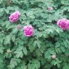 芙蓉的头像