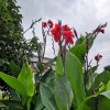 绿满阳台的头像