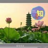 知音的头像